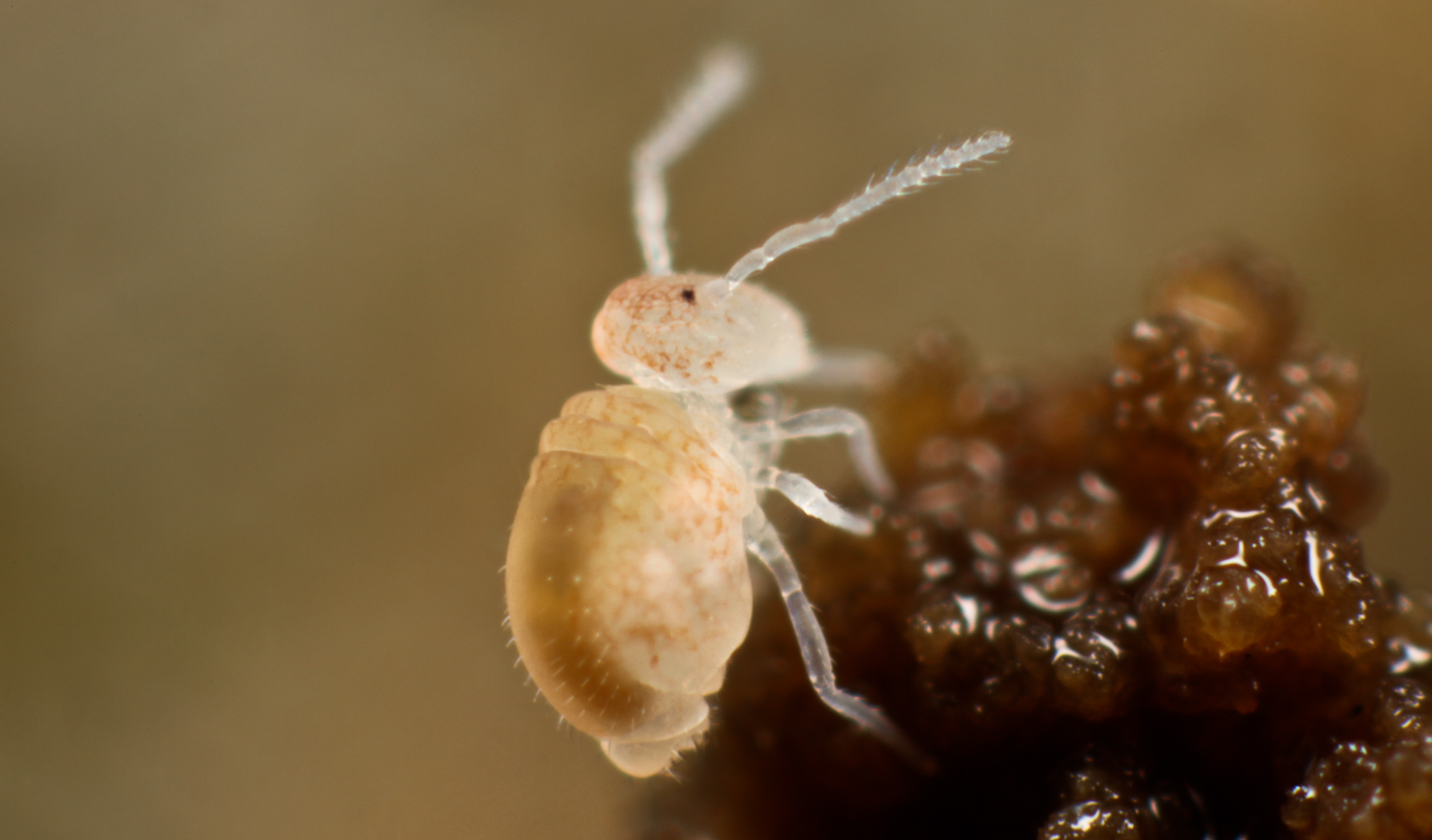 Представитель Семейства Arrhopalitidae
